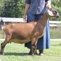 Triple D Farm Yahalom